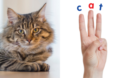 Two images side by side - on the left is a black and brown striped cat lying on the floor. On the right is a hand showing three fingers with the letters 'c' 'a' and 't' on each finger. The letters 'c and t' are written in blue while 'a' is written in red 